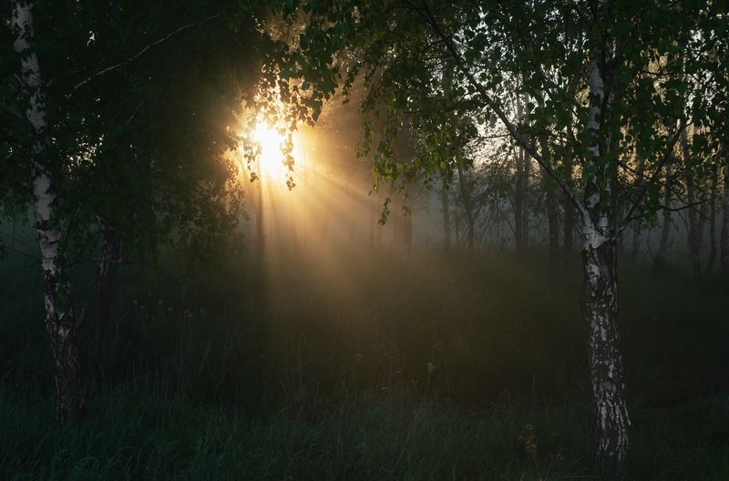 Весеннее утро фото превью