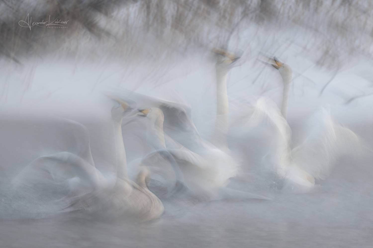 алтай,лебеди, Александр Кукринов