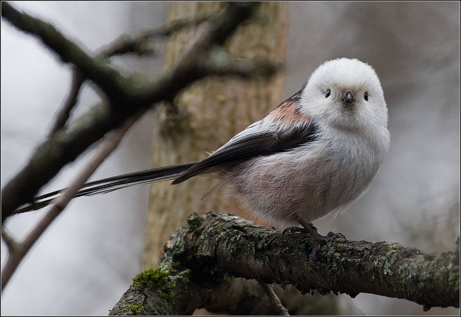москва, март, парк, птица, АНАТОЛИЙ ДОВЫДЕНКО