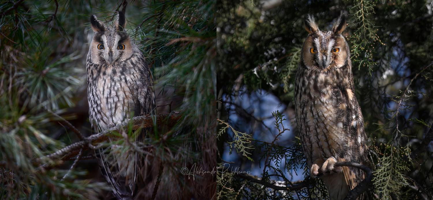 россия, краснодар., Плеханов Александр