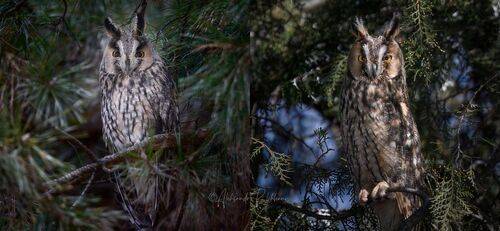 Ушастые совы в кадре.