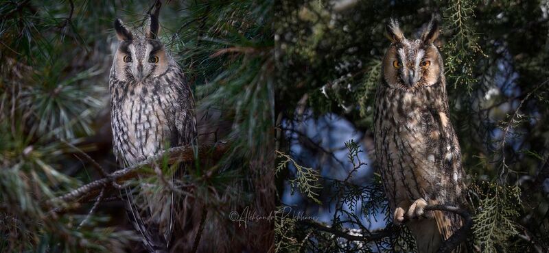 россия, краснодар. Ушастые совы в кадре. фото превью