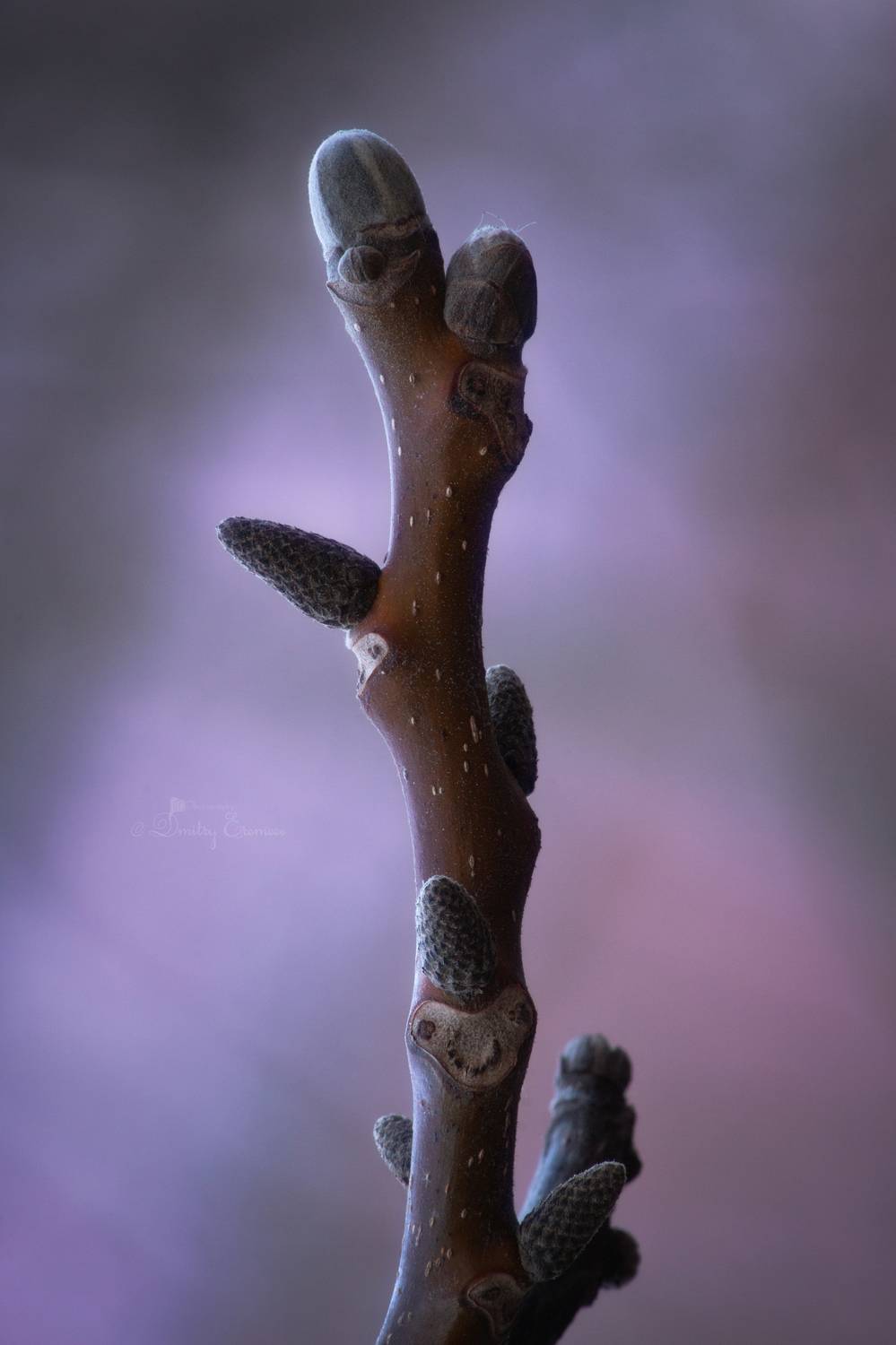 ветвь почки дерево весна природа фон боке свет цвет, Еремеев Дмитрий