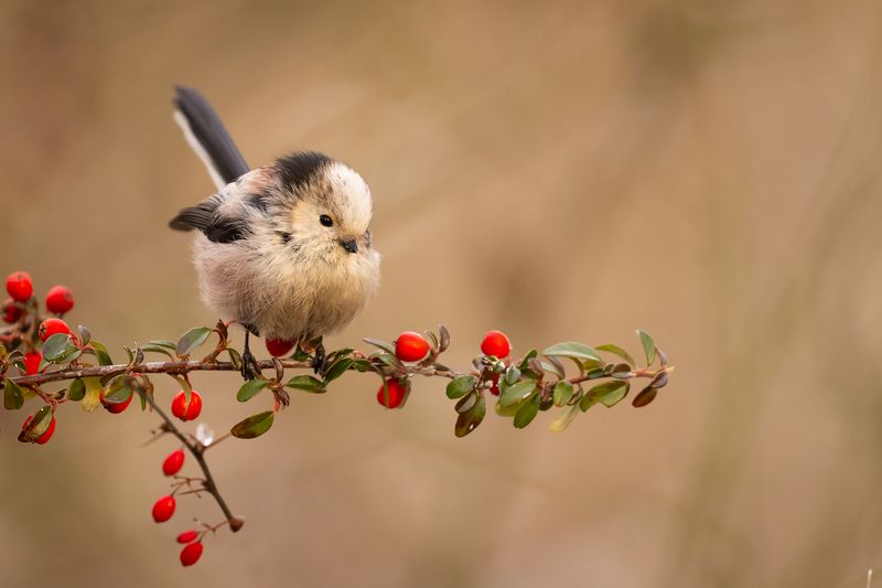 Long-tailed Ti фото превью