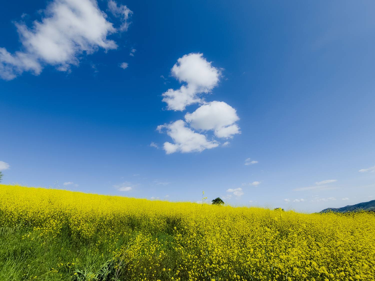 , Denis Cristian BURMELEAC