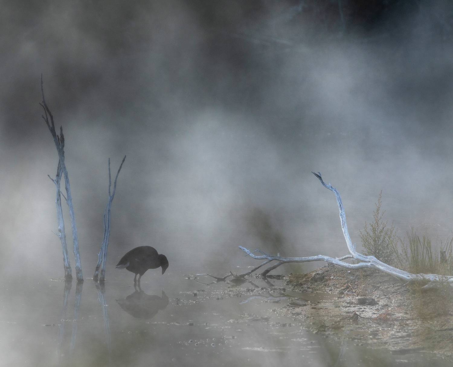 птица,  туман,  рассвет, болото, утро, пукеко, новая зеландия, Павел Ващенков