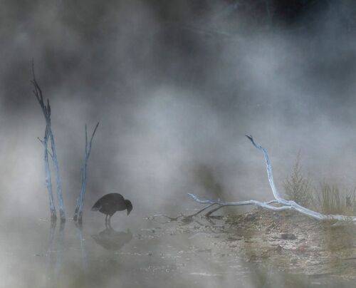 Утро на болоте