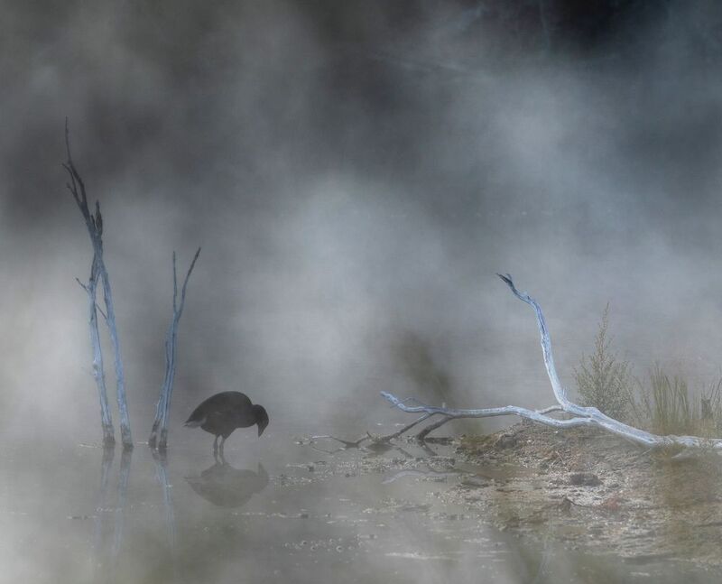 птица,  туман,  рассвет, болото, утро, пукеко, новая зеландия Утро на болоте фото превью