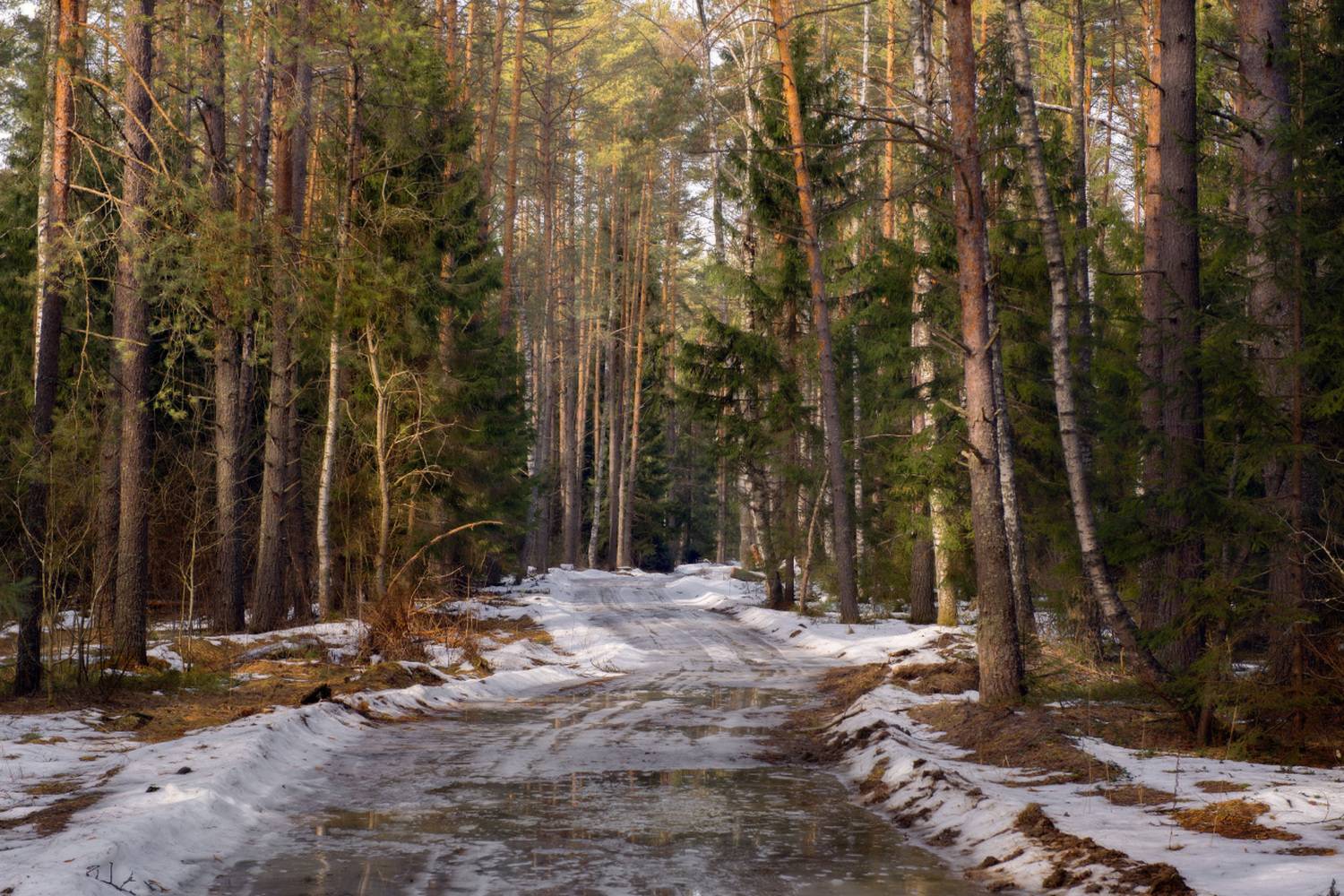 март весна лес снег проталины  дорога серково-беляиха, Алексеев Дмитрий