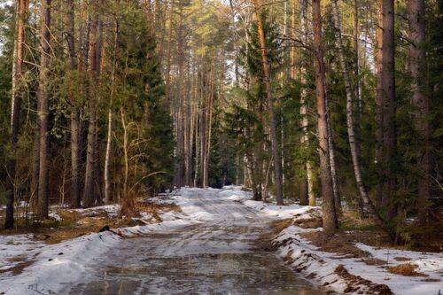 Мало снега в лесу осталось