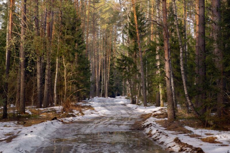 март весна лес снег проталины  дорога серково-беляиха Мало снега в лесу осталось фото превью