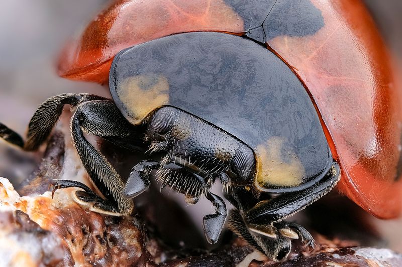 Жизнь просыпается! фото превью