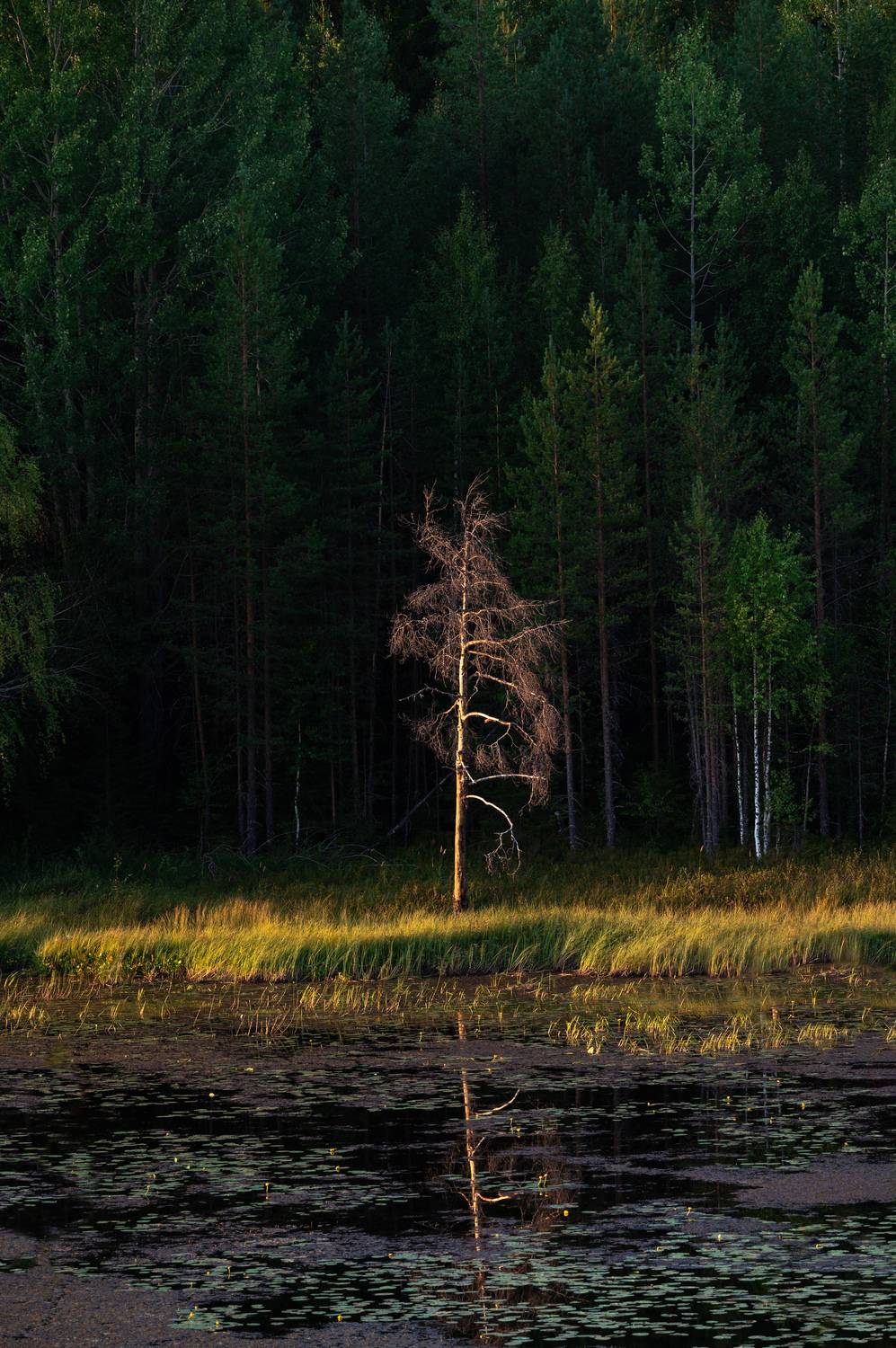 , Алексей Турчин