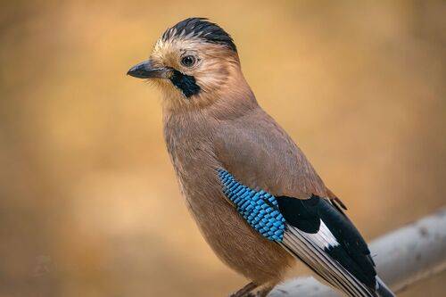 Птицы Кисловодского парка