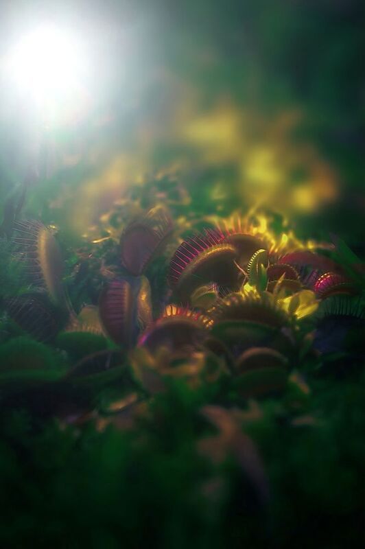 макро, macro Венерина Мухоловка фото превью