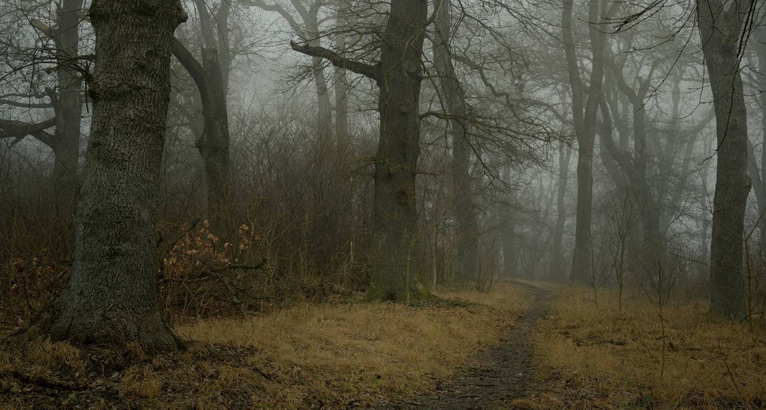 весна туман лес утро, Александр Жарников