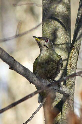Седой зелёный дятел