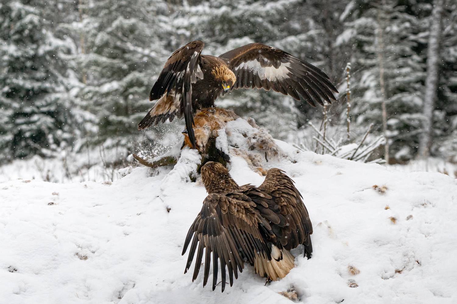 беркут, орлан, схватка, хищники, птицы, борьба, Степанова Татьяна