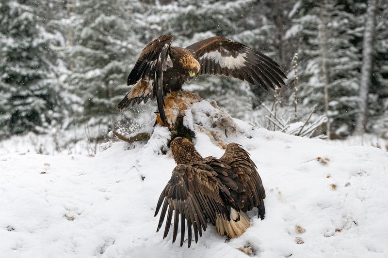 беркут, орлан, схватка, хищники, птицы, борьба Только попробуй, пощады не будет! фото превью
