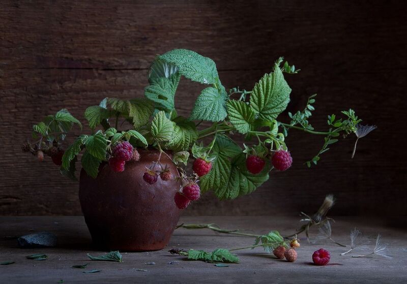 лето, малина Ветка малины фото превью