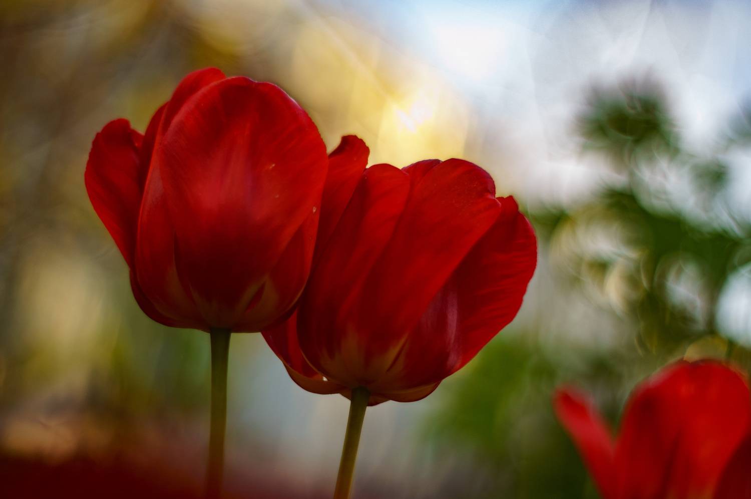 , Лофицкая Лариса