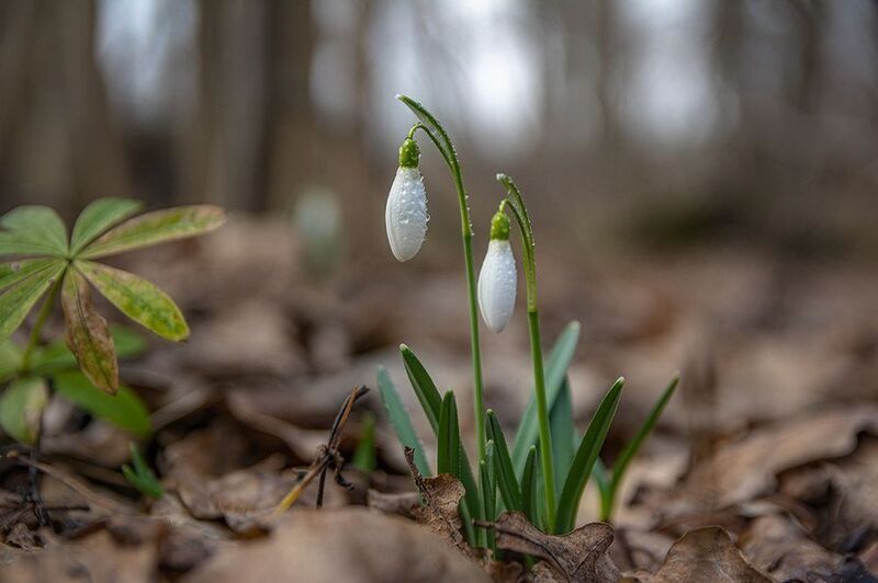 Весенние цветы. фото превью