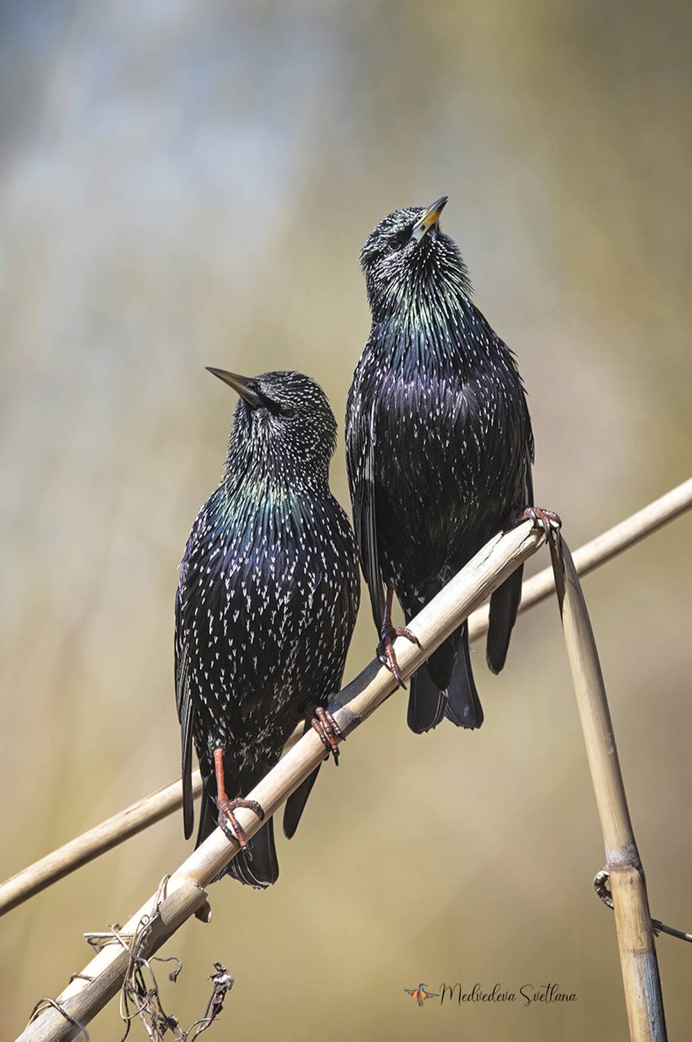 птица, скворец, весна, птицыпоют, Медведева Светлана