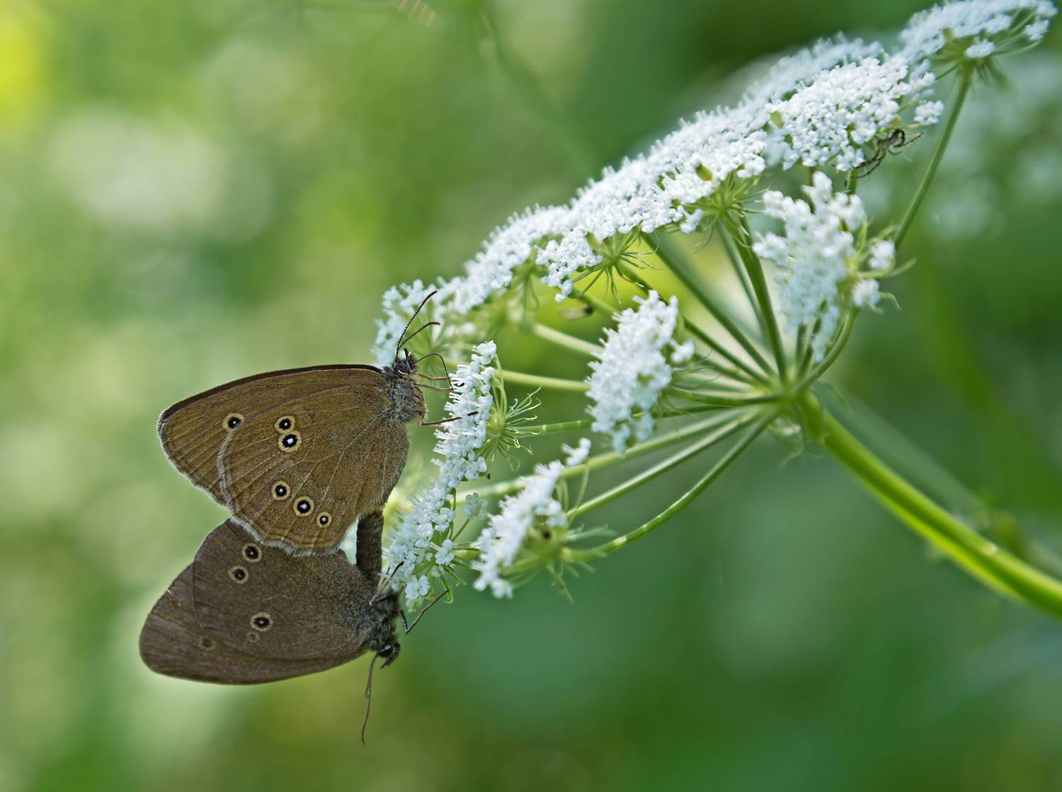 насекомые, бабочка, нимфадида, глазок цветочный, паук, Борис Новиков