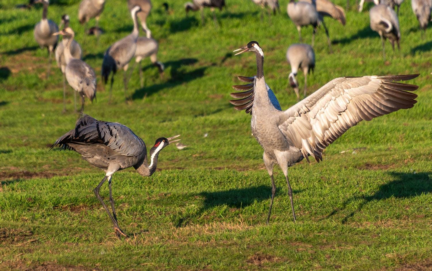 , Vladimir Bragilevsky