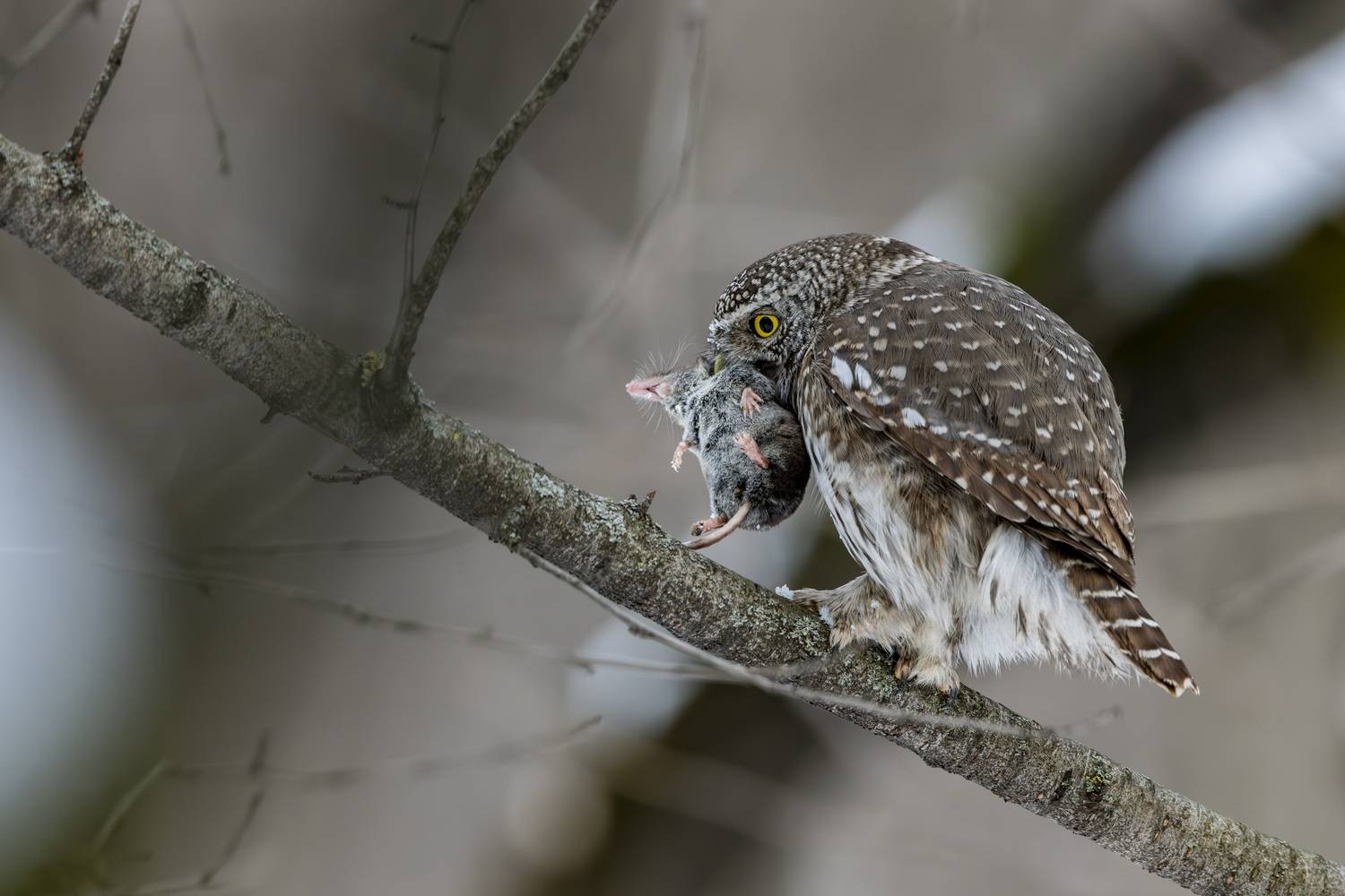 , Дронов Константин