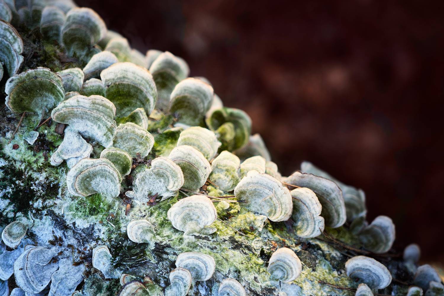 лес, грибы, Валерий Вождаев