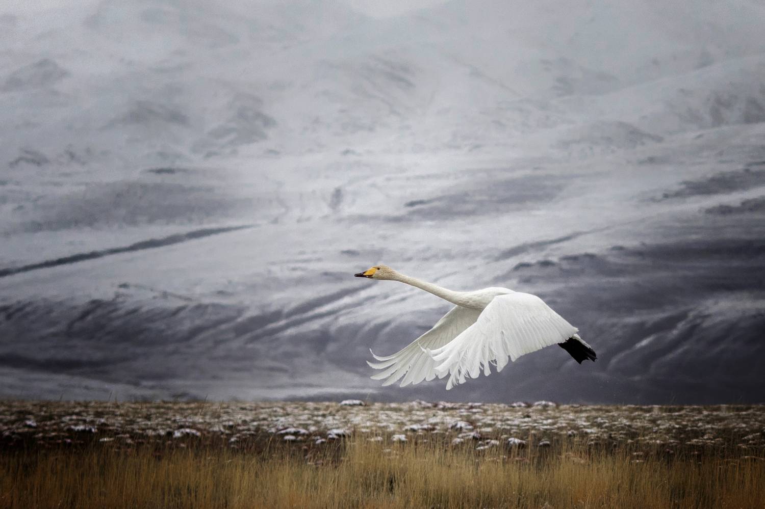 , Андрей Ершов