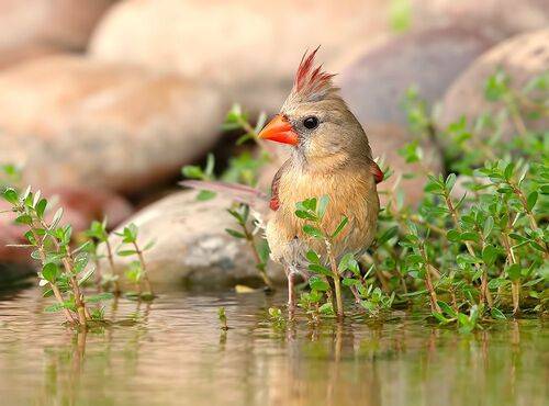 Female. Northern Cardinal - cамка. Красный кардинал