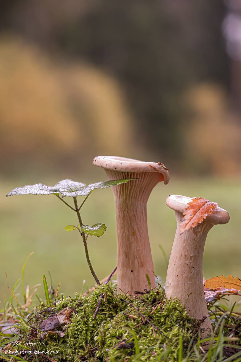 , Бурикова Екатерина