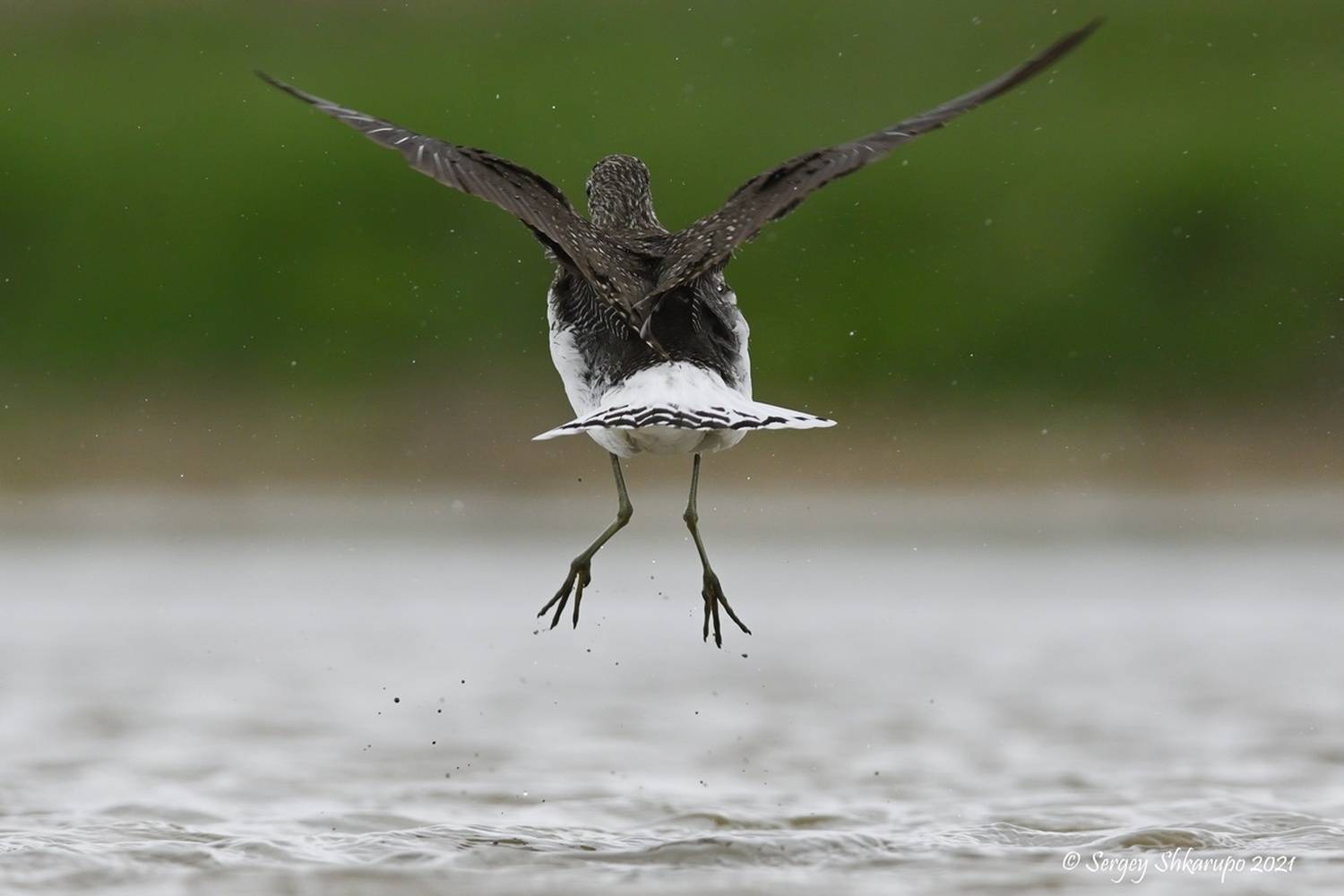 фифи, Сергей Шкарупо
