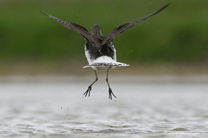 фифи Черныш. Вид сзади фото превью
