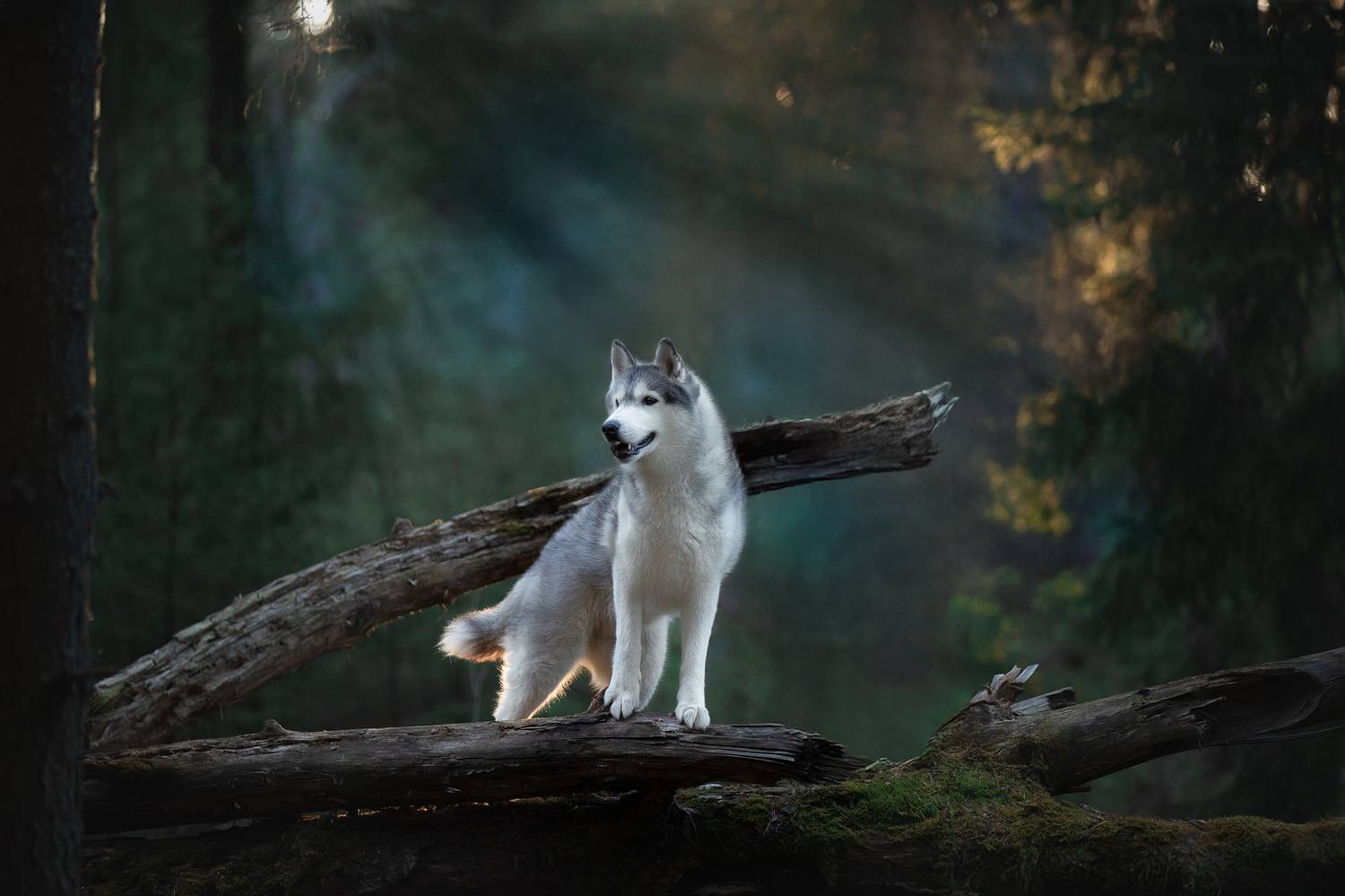 , Светлана Писарева