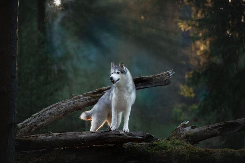 Утренний лес фото превью