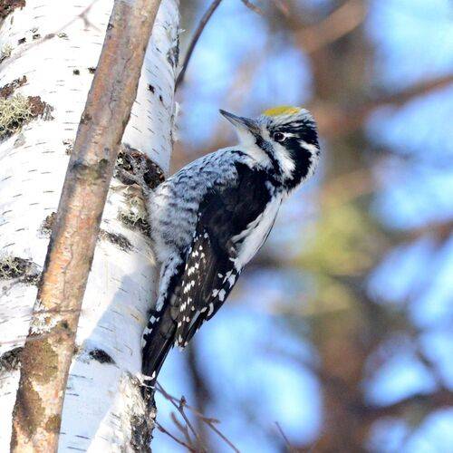 Весенний барабанщик