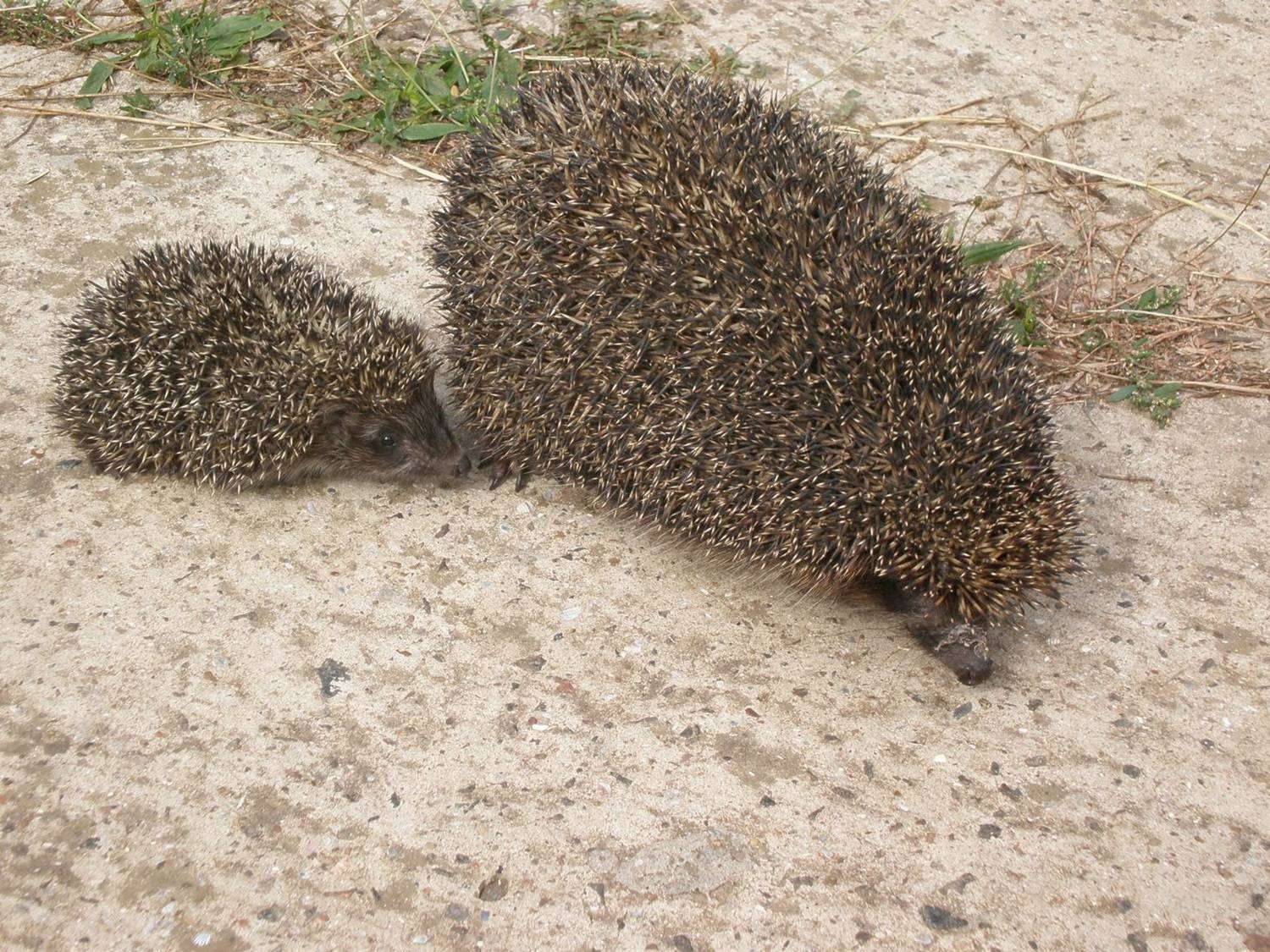 , Савоцкий Роман