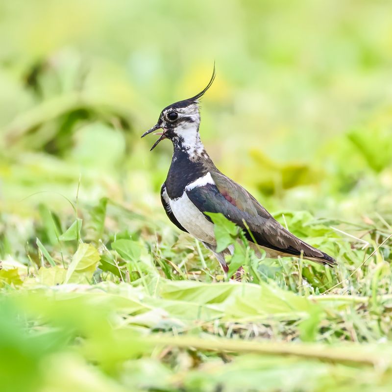 Чибис фото превью