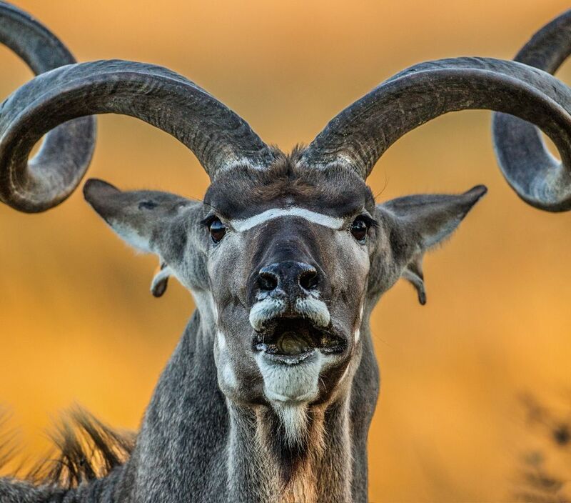 африка  фото превью