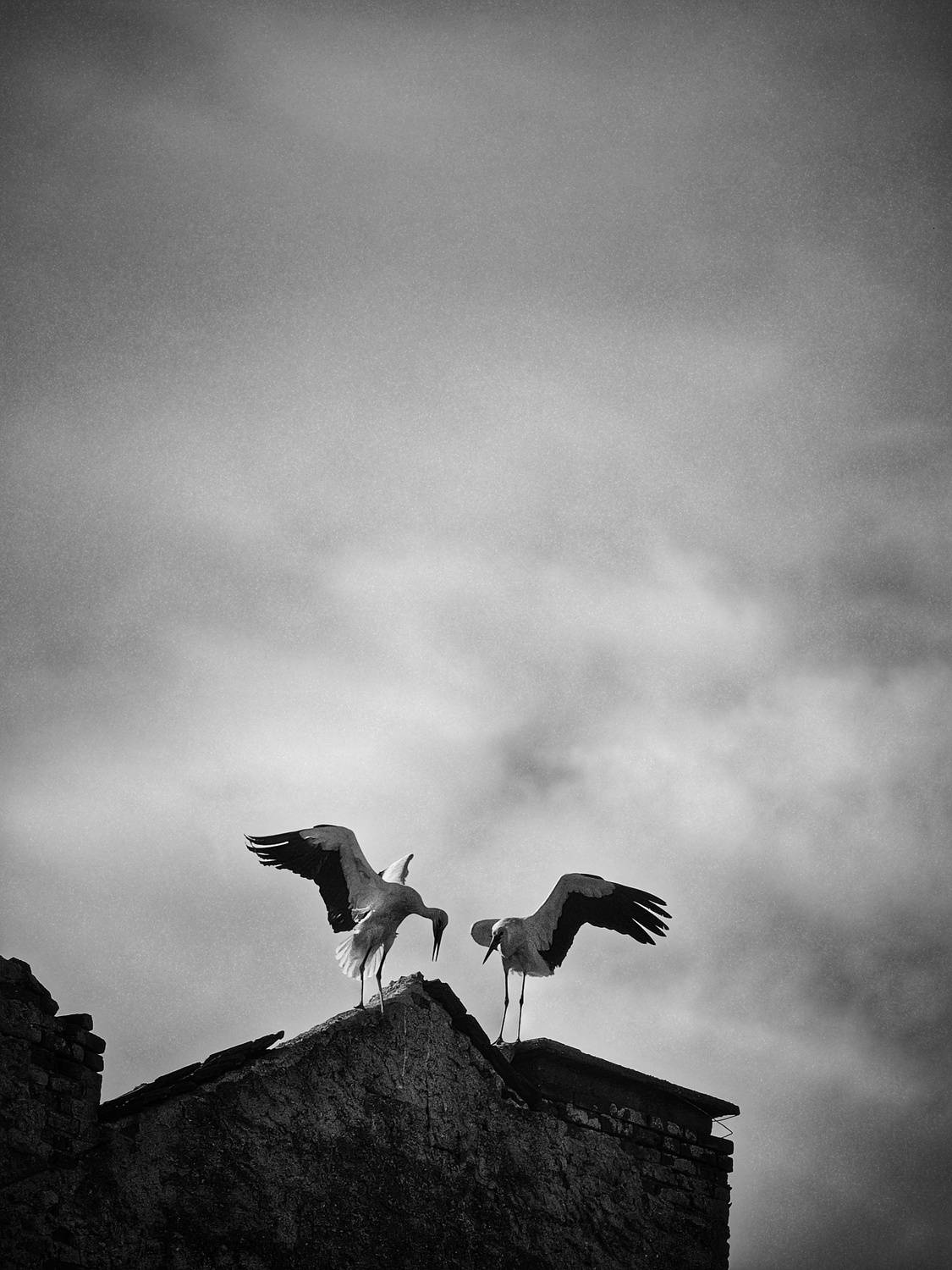 , Герчев Николай