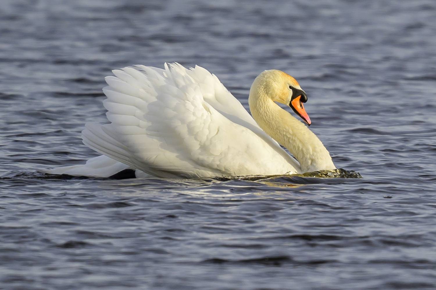, Пупонин Сергей