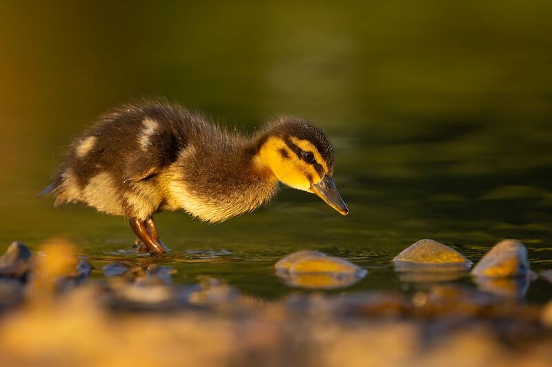 Duckling фото превью