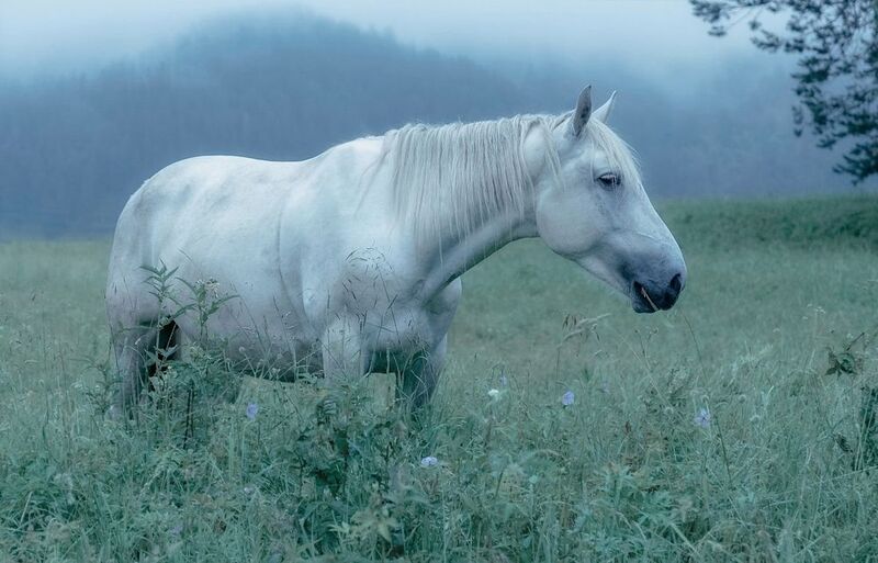 утро, рассвет, алтай, лошадь, белая лошадь Лошадка Белоснежка фото превью