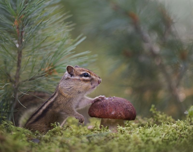 нерюнгри, бурундук, якутия, дикие_животные, женялевина, евгениялевина, животныеякутии, бурундукиибелкилевиной, боровик Тихая охота фото превью