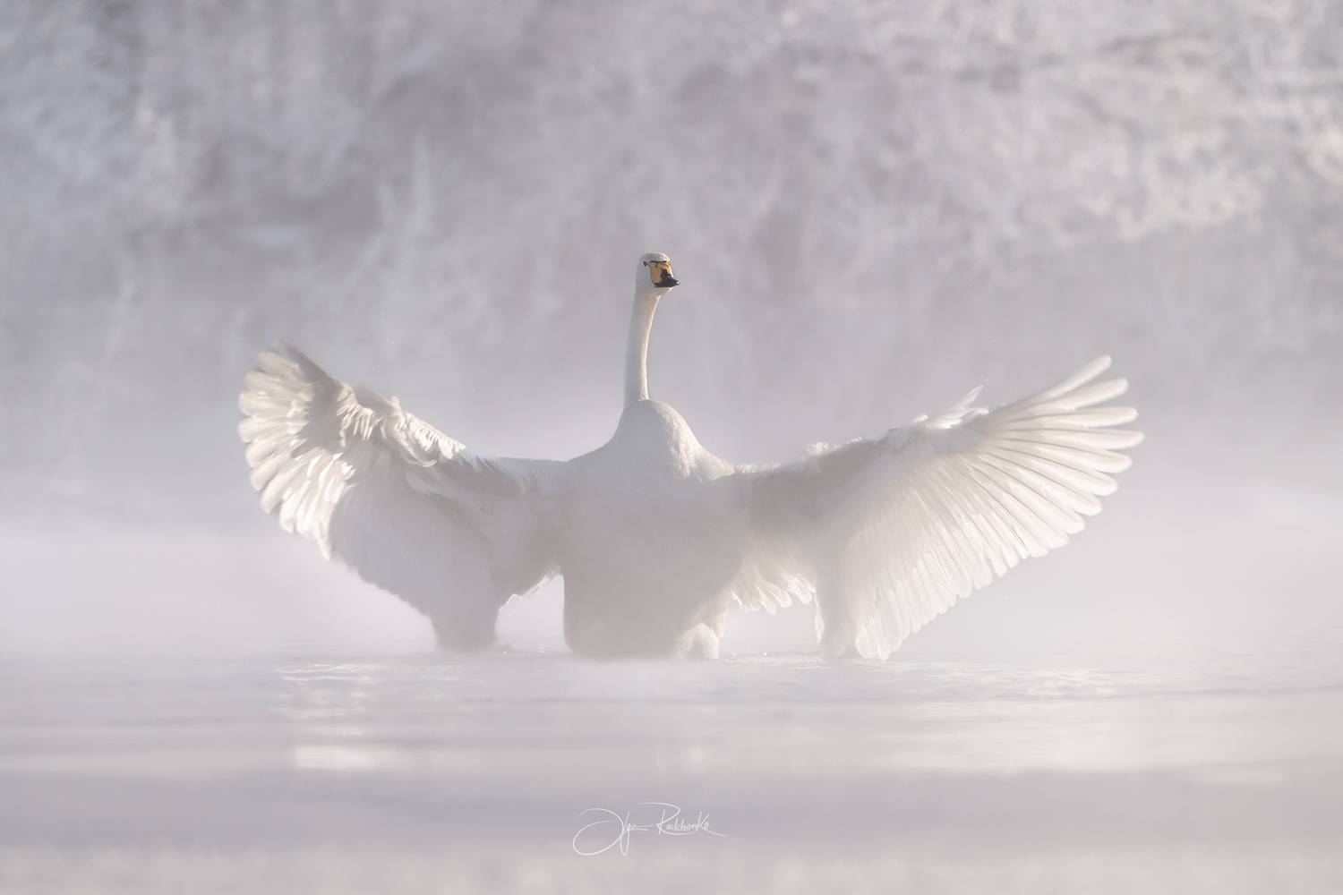 алтай, лебеди, алтайский край, лебедь-кликун, swan, светлое, Рудченко Ольга