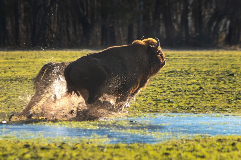животные, природа, зубр, весна, wildlife, canon Догонялки фото превью