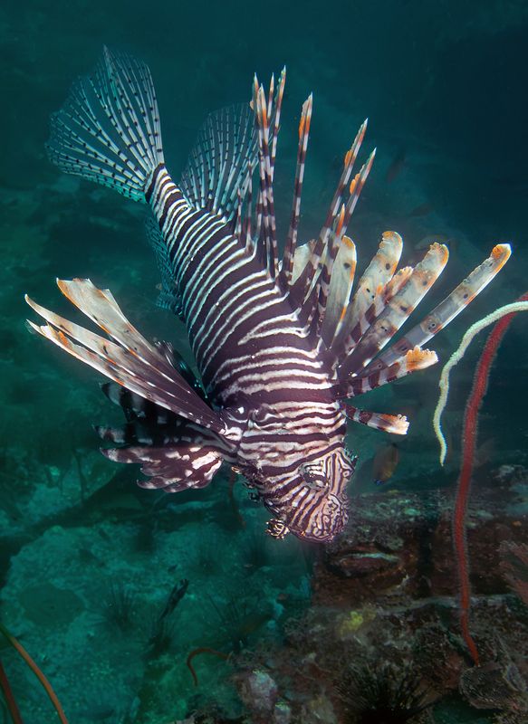 Крылатка фото превью